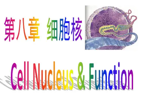 医学细胞生物学 第八章 细胞核