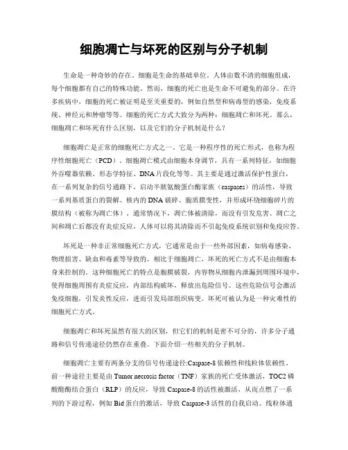 细胞凋亡与坏死的区别与分子机制
