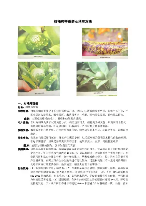 柑橘病害图谱及预防方法