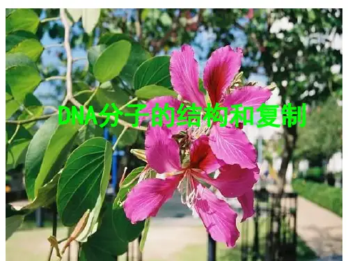 dna复制PPT优质课件