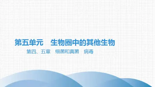 最新人教版中考生物复习知识点梳理 第五单元 生物圈中的其他生物 第四、五章 细菌和真菌 病毒