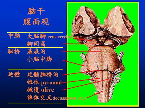 脑干解剖学习PPT课件