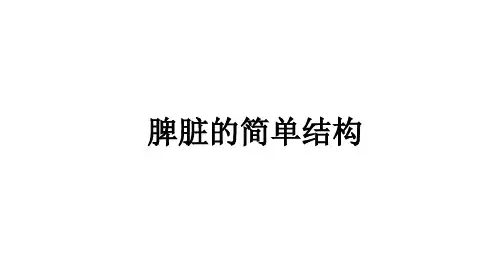 脾脏简单结构与病理取材