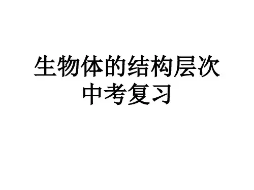人教版中考生物总复习 生物体的结构层次 课件 共25张PPT