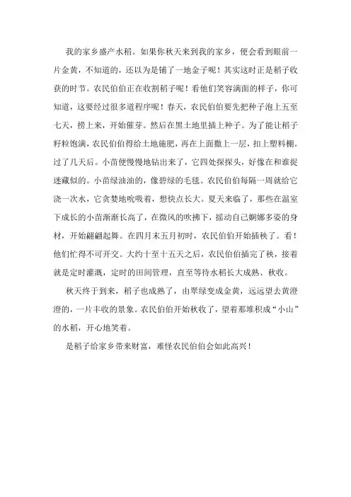 稻子四季生长过程作文