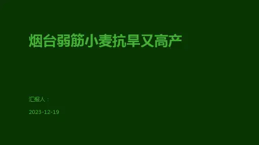 烟台弱筋小麦抗旱又高产