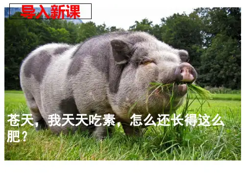 2.3 细胞中的糖类和脂质 课件【新教材】人教版高中生物必修第一册