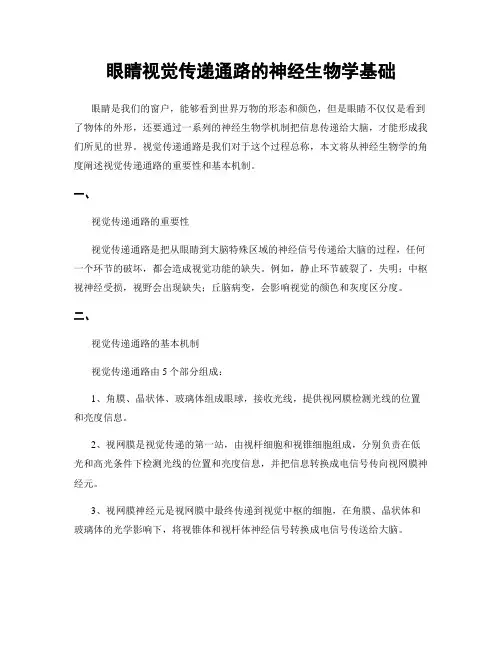 眼睛视觉传递通路的神经生物学基础