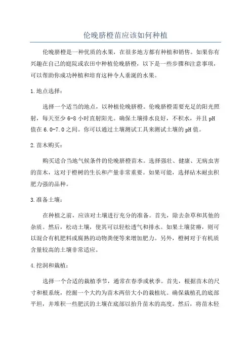 伦晚脐橙苗应该如何种植