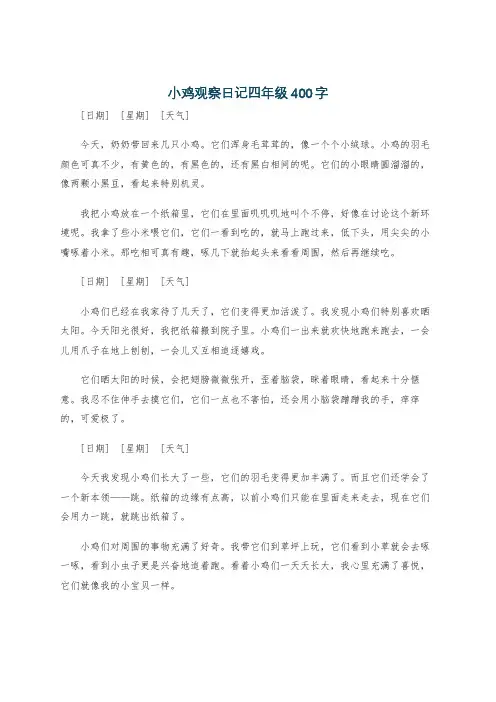 小鸡观察日记四年级400字