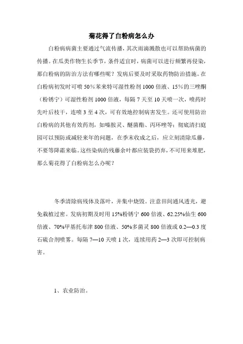 菊花得了白粉病怎么办