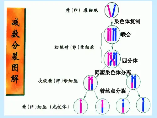 减数分裂-染色体、DNA、染色单体的数量变化