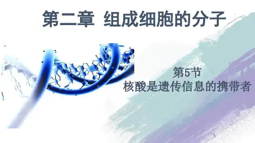 核酸是遗传信息的携带者新教材人教版高中生物必修一ppt课件