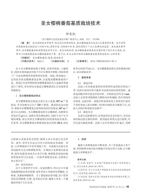 圣女樱桃番茄基质栽培技术