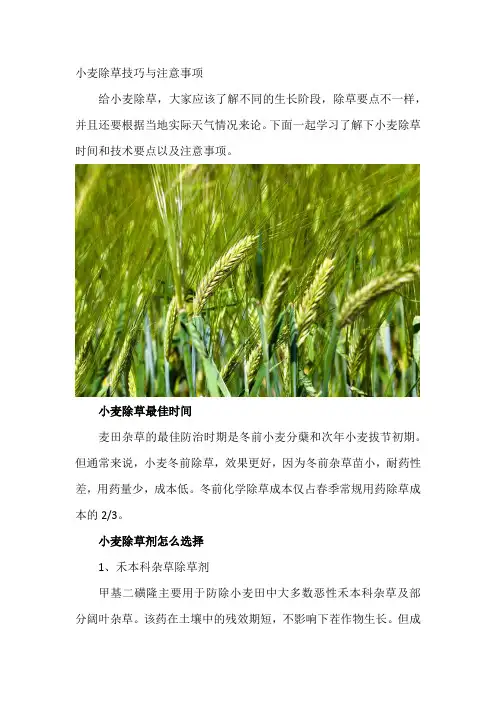 小麦除草技巧
