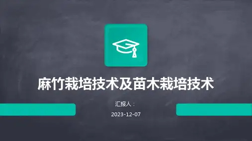 麻竹栽培技术及苗木栽培技术