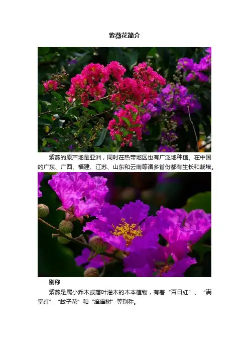 紫薇花简介