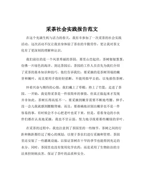 采茶社会实践报告范文