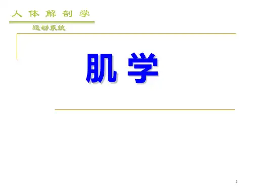 肌肉解剖学(64页)