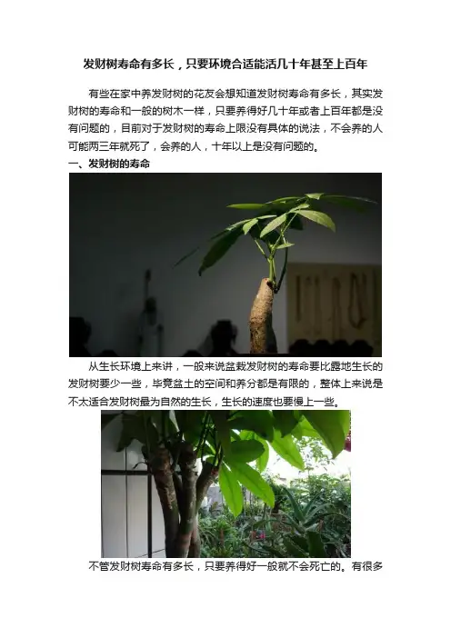 发财树寿命有多长，只要环境合适能活几十年甚至上百年