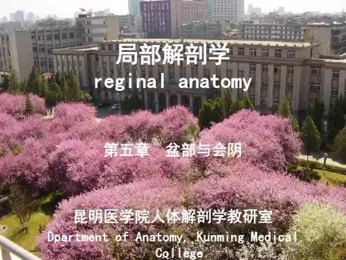 盆部会阴