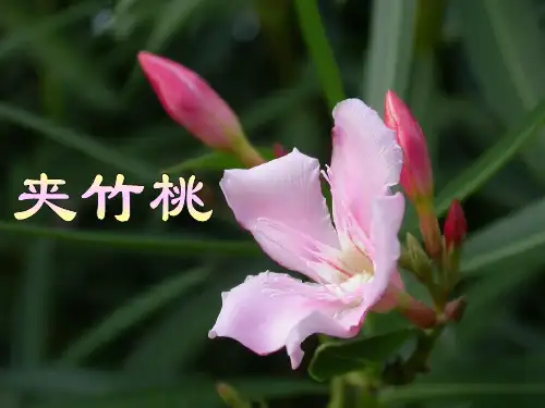 《夹竹桃》PPT课件88334[精编文档]