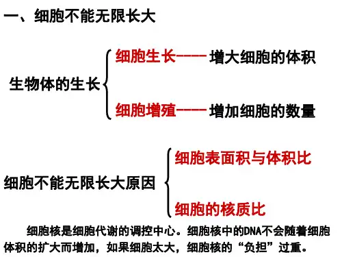 有丝分裂