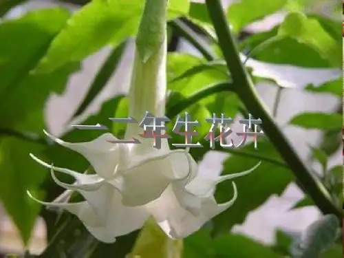 一、二年生花卉