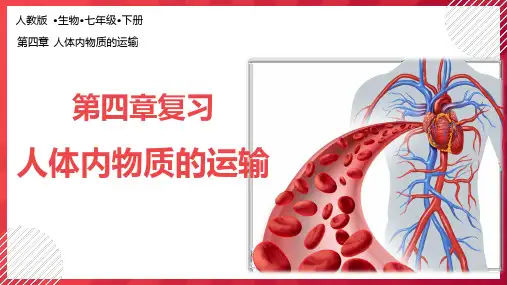 第4章 人体内物质的运输(复习课件)-七年级生物下册同步备课系列(人教版)