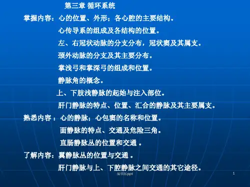 循环系统ppt课件