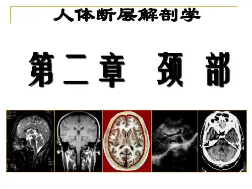 7颈部断层解剖第一节概述最终