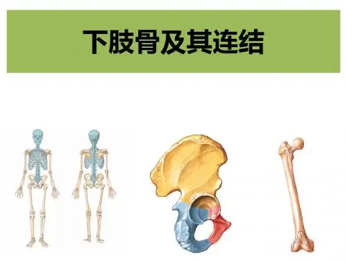 下肢骨及连结课件