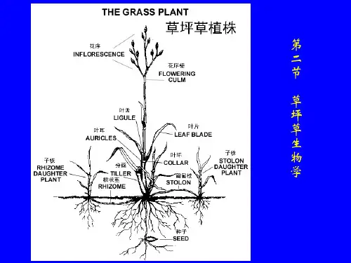 02第二章草坪学基础草坪草生物学
