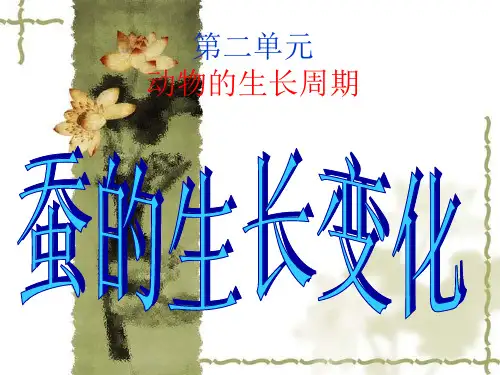 三年级下册科学课件《蚕的生长变化》 教科版 14PPT名师课件