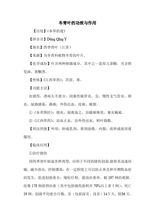 冬青叶的功效与作用