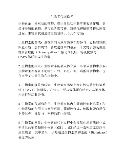 生物素代谢途径