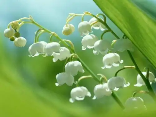 铃兰花
