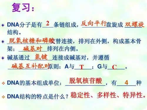 DNA的复制公开课