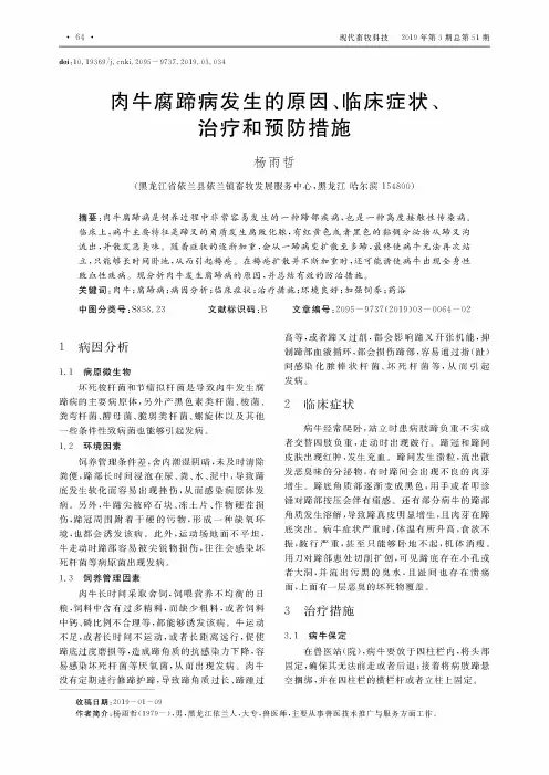 肉牛腐蹄病发生的原因、临床症状、治疗和预防措施