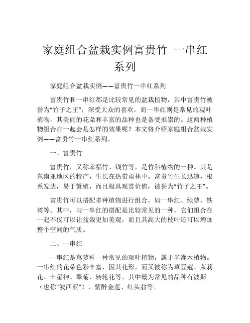 家庭组合盆栽实例富贵竹 一串红系列
