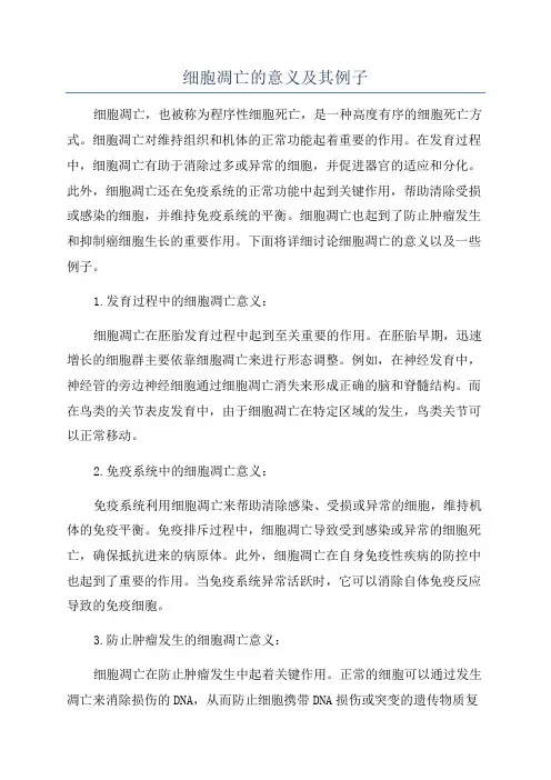 细胞凋亡的意义及其例子