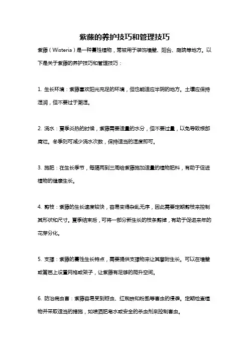 紫藤的养护技巧和管理技巧