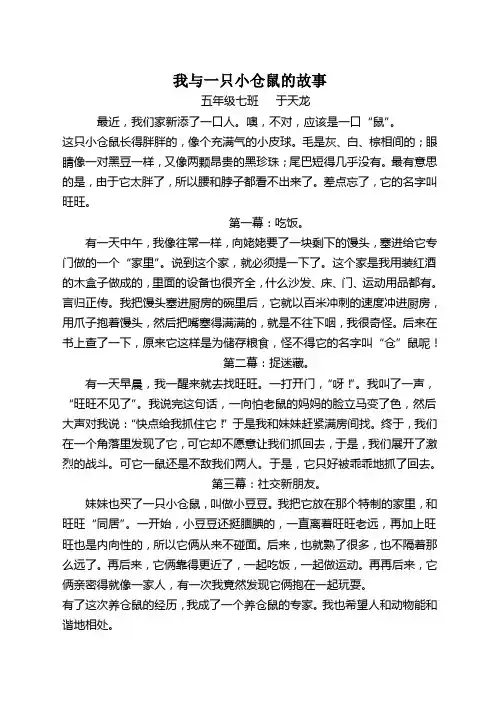 我与一只小仓鼠的故事