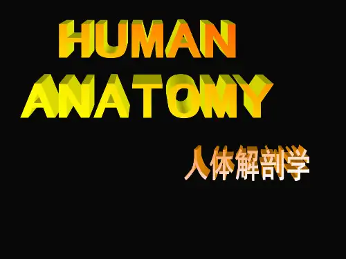 人体解剖学(英文版)课件