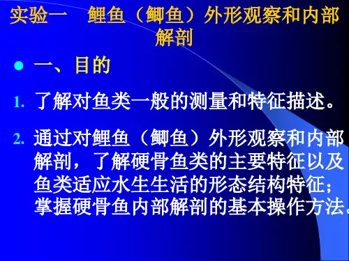 鱼解剖