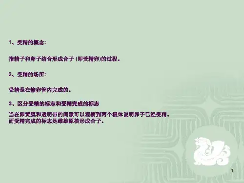 胚胎发育过程(精品)ppt课件