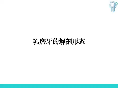 牙体解剖生理—乳牙的解剖形态