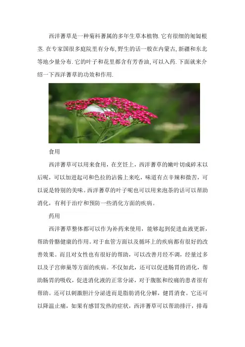 西洋蓍草的功效与作用