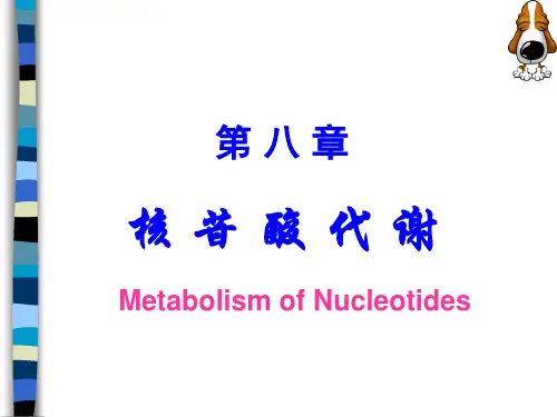生物化学第八章 核苷酸代谢