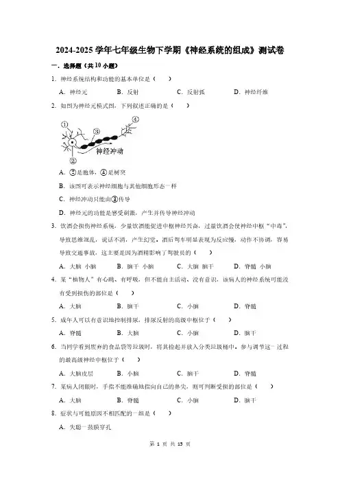 2024-2025学年七年级生物下学期《神经系统的组成》测试卷及答案解析